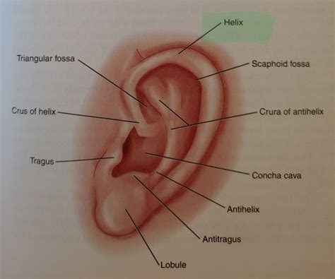 Anatomy Of Hearing Flashcards Quizlet