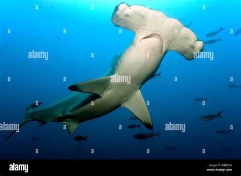 Galapagos Islands Ecuador Scalloped Hammerhead Shark Sphyrna Lewini