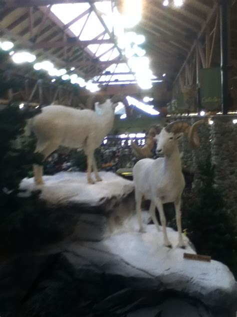 pin  tia gerner  cabelas cabelas animals trip