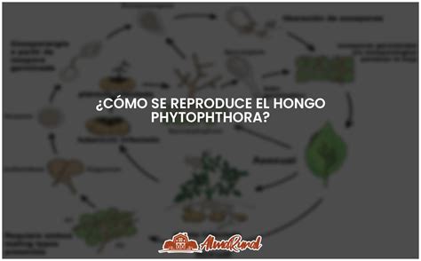 Reproducci N Del Hongo Phytophthora Todo Lo Que Debes Saber Almarural