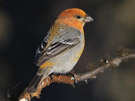 Pine Grosbeak Immature male | Ornithology, Birds, Beautiful birds