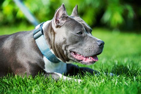 Perros grises con ojos azules: 12 razas que debes conocer bien