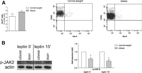 Leptin Receptor Ob R Expression And Signaling Pathway In Pbmcs Pbmcs