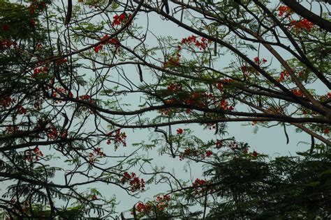 La Ceiba O Kapok O Ceiba Pentandra Es Un Rbol Tropical Perteneciente