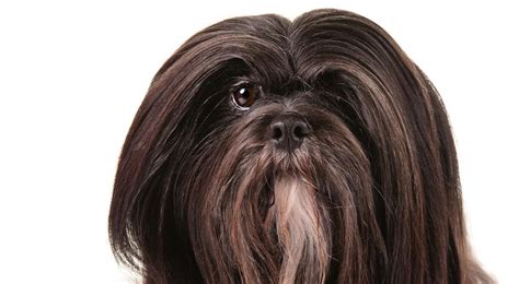 Lhasa Apso Dog Breed Information - American Kennel Club