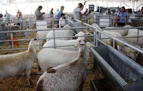 Agilizan exportación de alimentos a través del Programa de Inspección