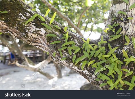 Parasite Plant On Giant Tree Stock Photo 272178908 Shutterstock