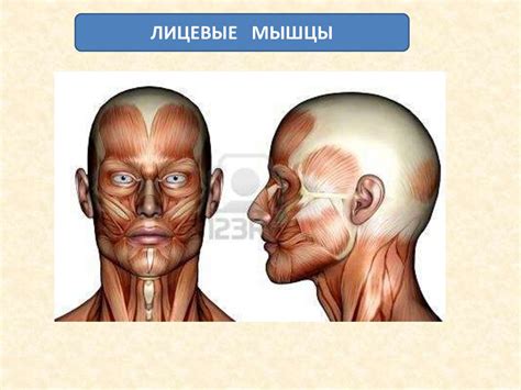 Мышечная система человека - презентация онлайн