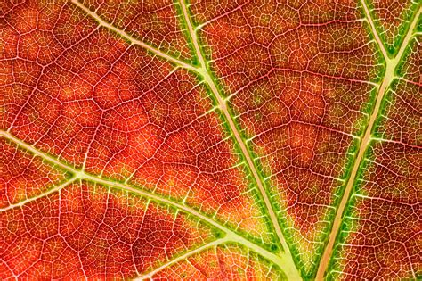 leaf fractal Fractal Geometry, Fractal Art, Sacred Geometry, Fractals ...