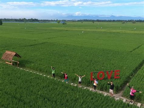 Wisata Sawah Lukis Dengan Suasana Ala Bali Di Kota Binjai Punya Spot