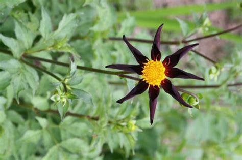 Dahlias Originaux Lesquels Planter Dans Mon Jardin Femme Actuelle