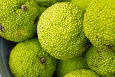 Are Hedge Apples Edible And What Are They Good For The Practical