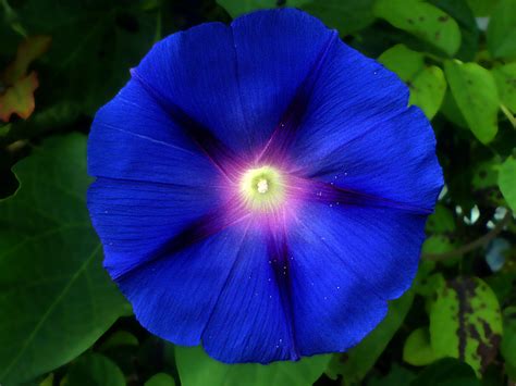 Moon Flower Plant