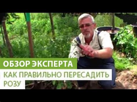 Как правильно пересадить розу - YouTube