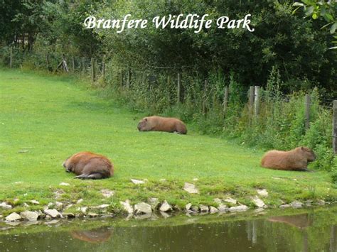 Capybara diet | capybaraworld