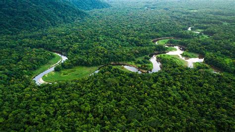 Forêts Tropicales Le Poumon Vert De La Planète étouffé Par Le