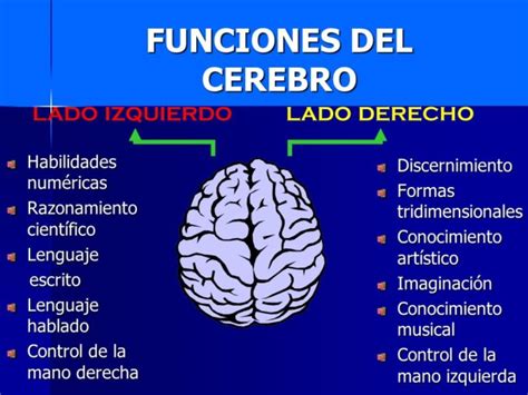 Hemisferio Izquierdo Y Hemisferio Derecho Del Cerebro Descargar Manual