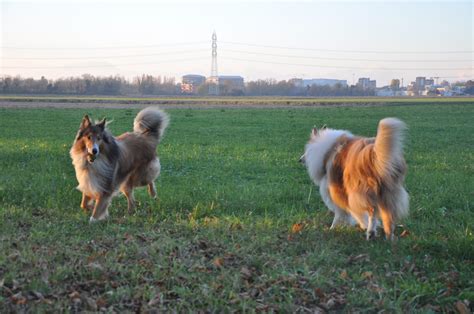 Collie Il Cane Simbolo Di Eleganza Che Per Molti Rappresenta L Infanzia