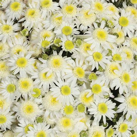 Chrysanthemum Garden Mums Collection x 18 | Gardening Direct