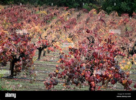 Fall Colors Napa Valley Vineyards Stock Photo - Alamy