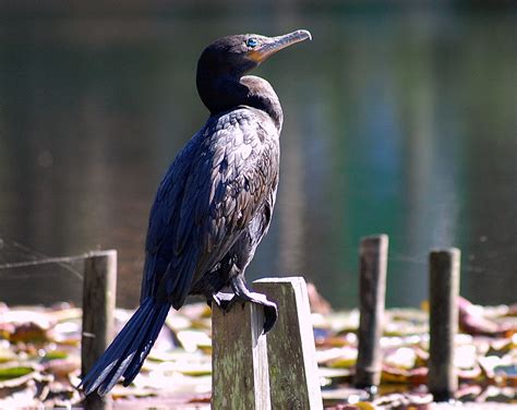 Cormorán oliváceo Aves de la Ciudad de México NaturaLista Mexico