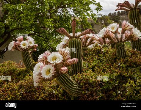 Echinopsis trichocereus spachiana fotografías e imágenes de alta