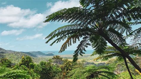 Daintree Rainforest: Australia's Wildlife Fantasy - Metro Wilds