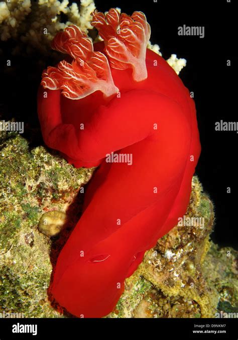 Spanish dancer slug hi-res stock photography and images - Alamy