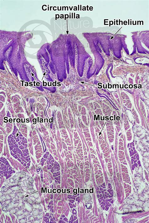 Mammal Tongue Vertical Section X Salivary Gland Mammals