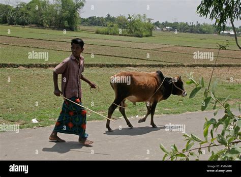 Jf5379 Bangladesh Man Cow Haluaghat Mymensingh Region Use Forbidden