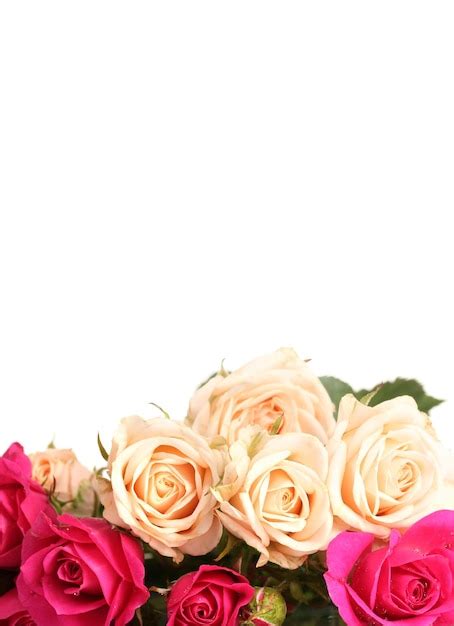 Premium Photo | White and pink roses isolated on white