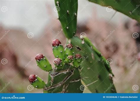 Tunas and Cactus Flowered in Spring Red Fruits and Yellow Flowers Stock ...