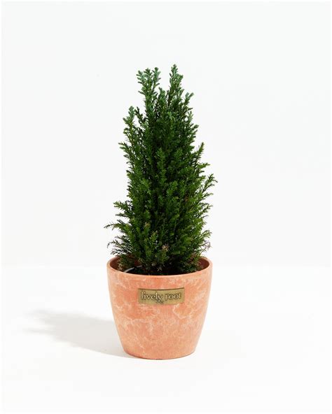 European Cypress Christmas Tree | Lively Root