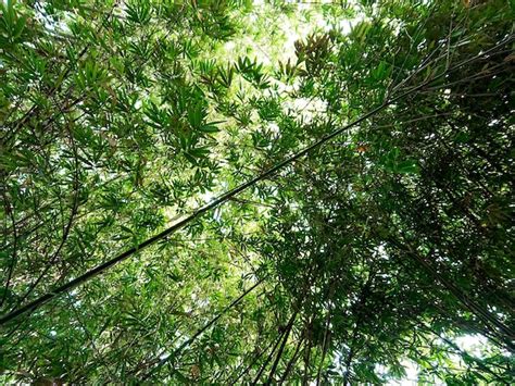 Premium Photo A Bamboo Tree Garden With A View From Below