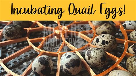 Incubating Quail Eggs Setting Up Your Incubator YouTube