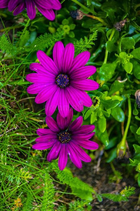 Los Ecklonis De Osteospermum Florecen La Flor De La Margarita Del Cabo