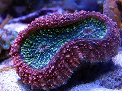 Brain Coral Lobophyllia Lobophyllia Hemprichii Photos