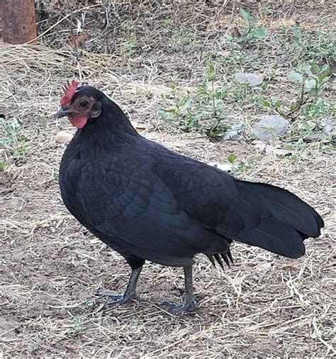 Black Old English Bantam Chickens Cackle Hatchery®