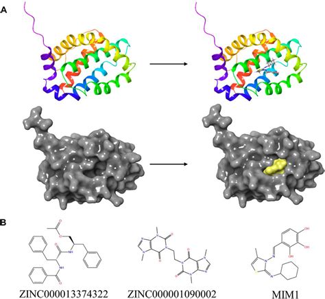 Frontiers | Development of an MCL-1-related prognostic signature and ...