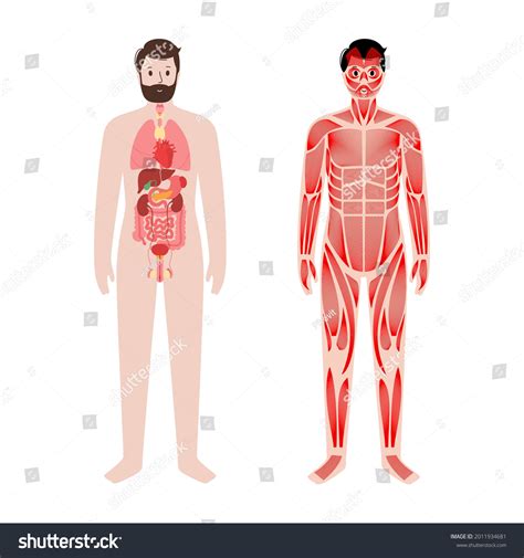 Muscular System Organs