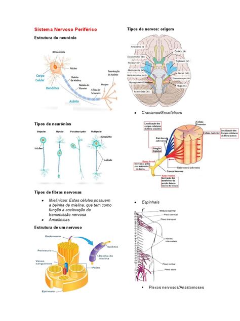 sistema nervoso perifericodocx
