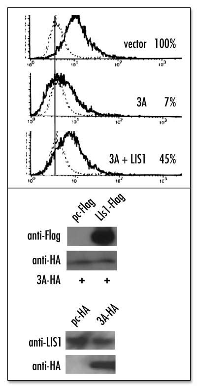 Lis Counteracts A Mediated Disturbance Of Secretory Pathway A Flow