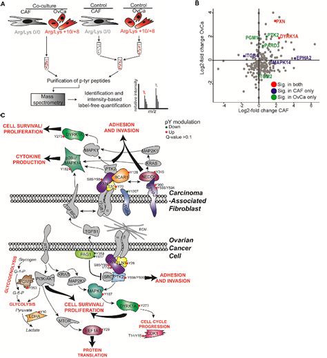 Figure From Fibroblasts Mobilize Tumo R Cell Glycogen To Promote