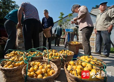 获颁国家农产品地理标志，东山白沙枇杷开采上市啦！