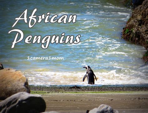 1camera1mom African Penguins At Stony Point