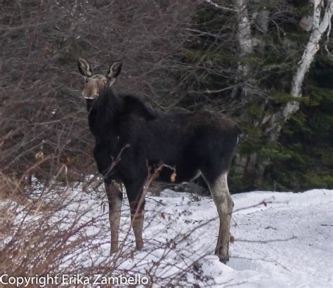 Maine Moose: An Unexpected Winter Sighting – Outdoor Devil