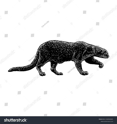 Jaguarundi Cat Hand Drawing Vector Illustration Stock Vector Royalty