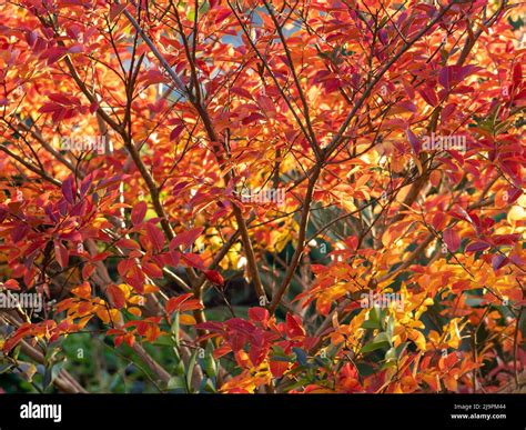 Lagerstroemia Lagerstroemia Indica Hi Res Stock Photography And Images