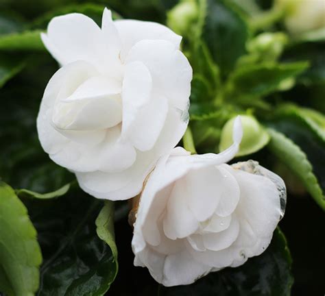 Double Impatiens Calloways Nursery