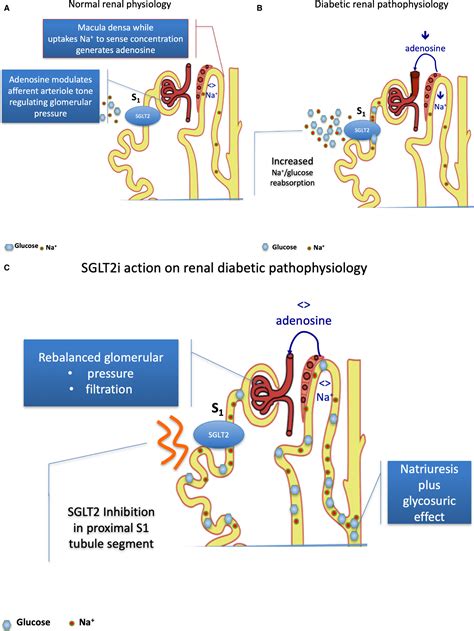 Glucose Metabolism In The Kidney Neurohormonal Activation And Heart